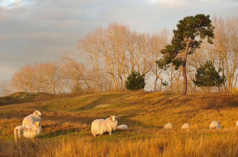 Dune Fossile et moutons © C BONTE.jpg